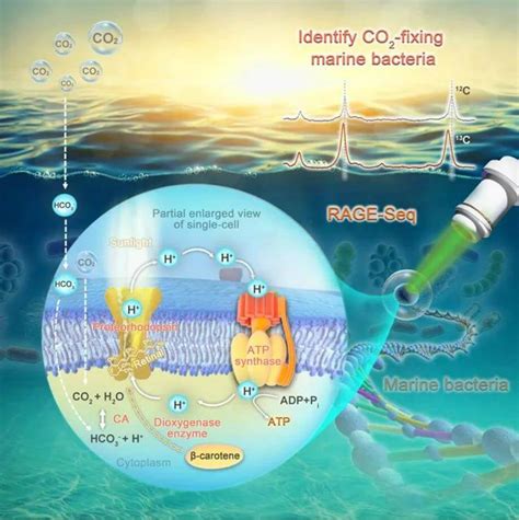 星赛生物scRACS Seq助力海水原位光合固碳SAR11类群及其能量引擎研究