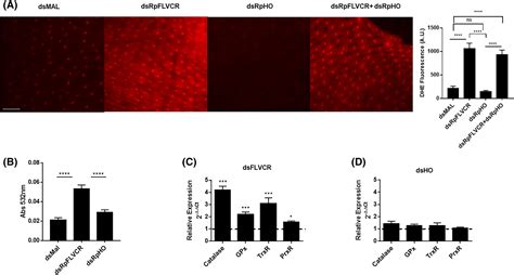 Export Of Heme By The Feline Leukemia Virus C Receptor Regulates