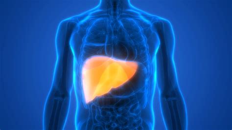 Steatosis: A Closer Look at Fatty Liver Disease