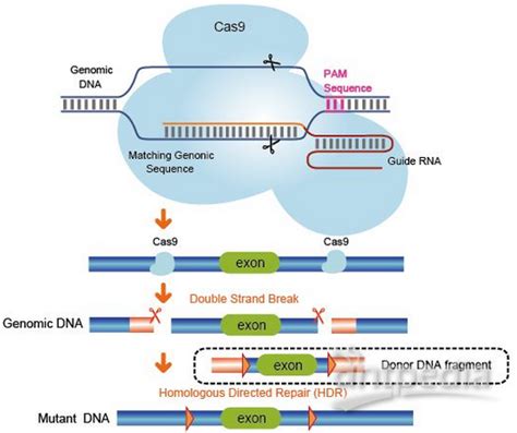 Crispr Cas9基因敲除 基因敲除技术 广州维伯鑫生物科技股份有限公司