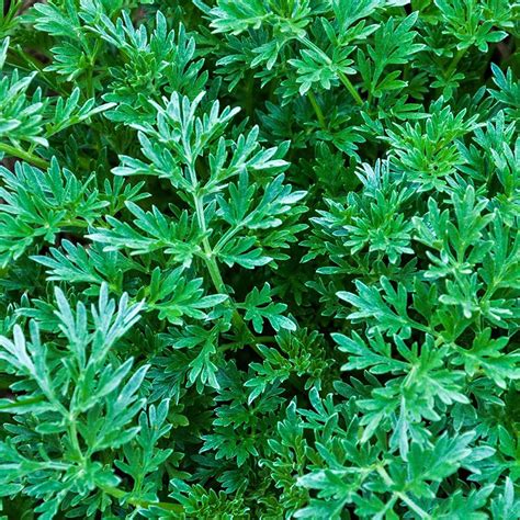 1000 Citronella Plant Seeds For Planting Mosquito Plant Seeds Outdoor Non Gmo