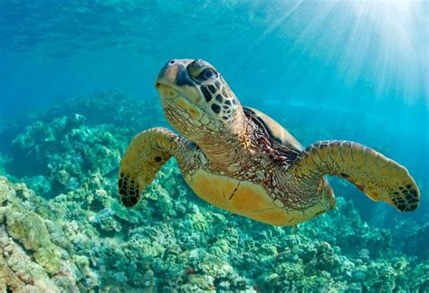 Green Sea Turtle Facts: Habitat, Diet, Conservation, & More