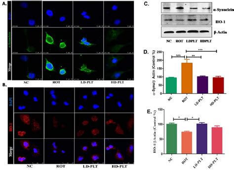 Effect Of Plt Exposure On Antioxidant Mechanism In Rot Exposed Sh Sy Y