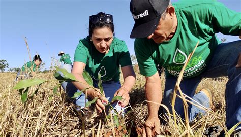 Cooperativa inclui sustentabilidade na estratégia de gestão