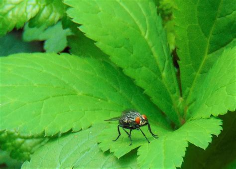 Flys Forest Photograph By Honey Behrens Fine Art America