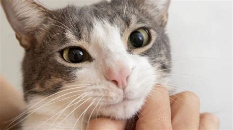 La véritable raison pour laquelle les chats ont les pupilles des yeux