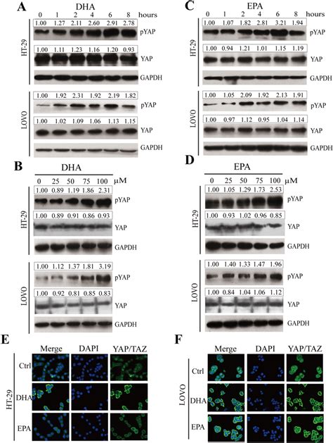 ω 3 PUFAs induce phosphorylation and cytoplasmic translocation of YAP