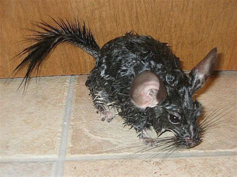 What Happens If A Chinchilla Gets Wet