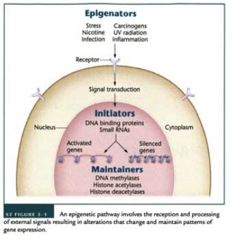 Epigenetik 1 Flashcards Quizlet