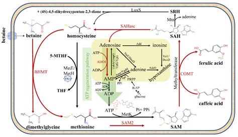 Metabolic Engineering 甜菜碱驱动大肠杆菌内高效甲基供应 互联网数据资讯网 199IT 中文互联网数据研究资讯