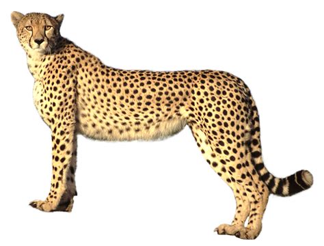 Leopard Png Transparent Images Png All