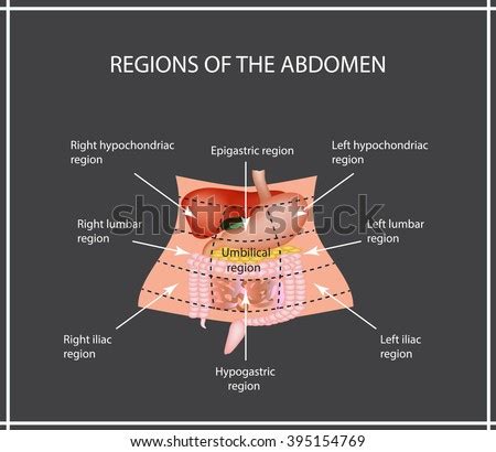 Hypogastrium Stock Photos, Royalty-Free Images & Vectors - Shutterstock