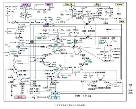 糖酵解、三羧酸循环、磷酸已糖途径和氧化磷酸化过程分别发生在细胞的哪些部位？这些过程相互之间有什么联百度知道