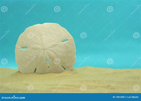 Sand Dollar Shell Royalty-Free Stock Image | CartoonDealer.com #53771314