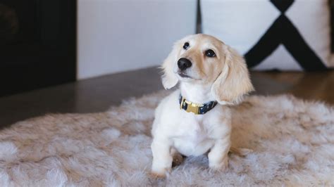 Mini Cream Dachshund