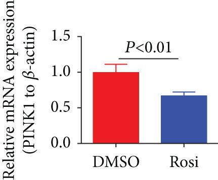 The Roles Of Mitophagy Played In Rosi Induced NSC Proliferation A