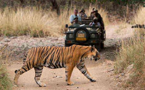 Golden Triangle with Ranthambore Safari | Padma Holidays