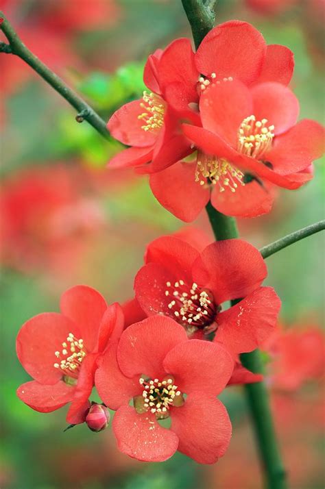 Japanese Quince Chaenomeles Japonica Photograph By Maria Mosolova