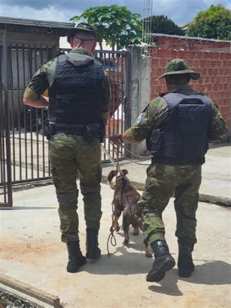 Tutor De Cães é Autuado Pela Brigada Militar Por Omissão De Cautela Em Passo Fundo Brigada Militar