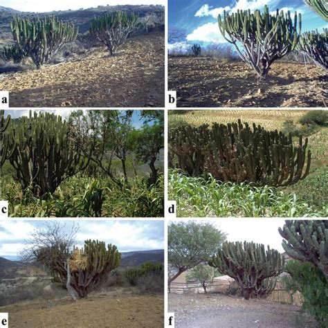 General aspect of thorn-scrub and tropical dry forests where ...