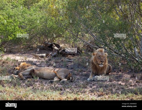 Wild lion in the natural habitat. Safari in Africa Stock Photo - Alamy