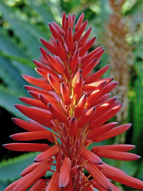 Aloe Arborescens I Nombre Común Aloe Candelabro Salomé Bielsa