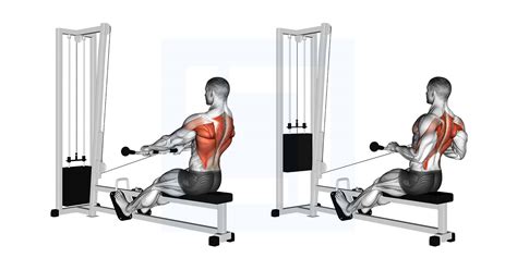 Cable Low Seated Row - Guide, Benefits, and Form