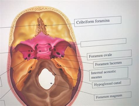 Anatomy Mapping Foramina The Evolution Of Pneumatic Foramina In