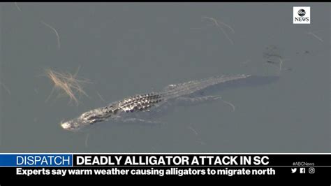 Deadly alligator attack in South Carolina - Good Morning America