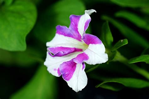 Petunia Bloem Tuin Gratis Foto Op Pixabay Pixabay