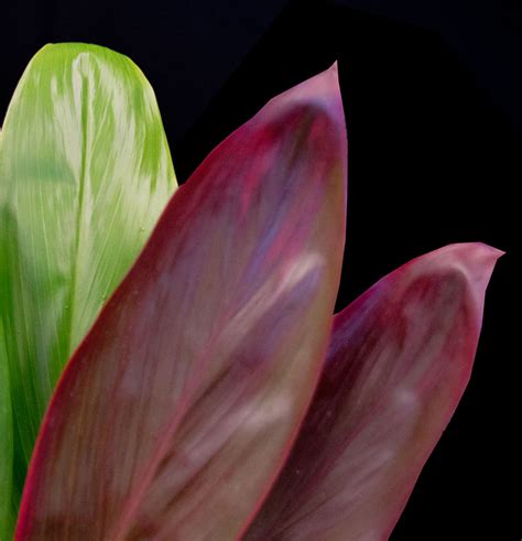 Red Ti Leaves - Gecko Farms Hawaii Leis & Fresh Tropical Flowers