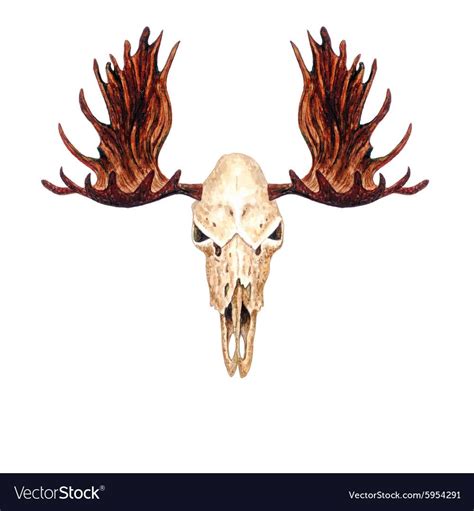 Moose Skull Vector Image On Vectorstock Moose Skull Moose Tattoo Moose