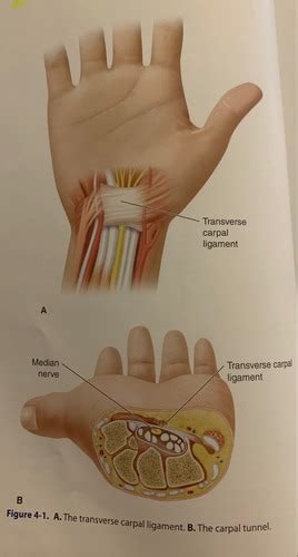 THE HAND WRIST AND ELBOW Flashcards Quizlet