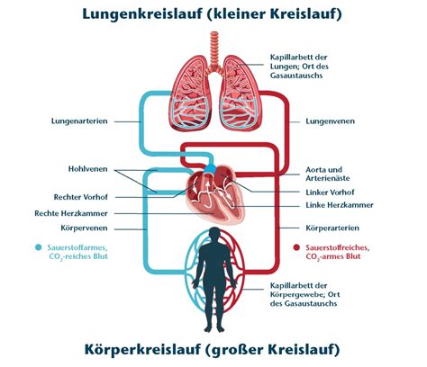 Blutgef E Arten Aufbau Und Funktionen Mfa Azubiwelt