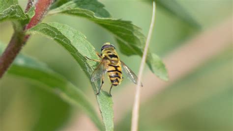 Totenkopfschwebfliege Myathropa Florea Totenkopfschw Flickr