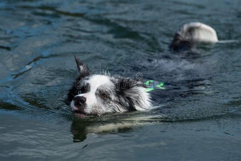 Border Collie Dog Swimming In A Lake Stock Photo Image Of Copy Lake