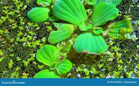 Pistia Stratiotes Swims Among Aquatic Plants Rootless Duckweed Wolffia