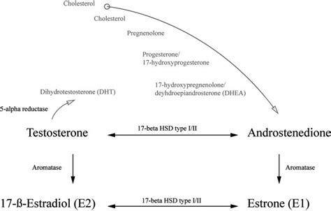 General Conversion Of Inactive Hormonal Precursors Into Active Sex