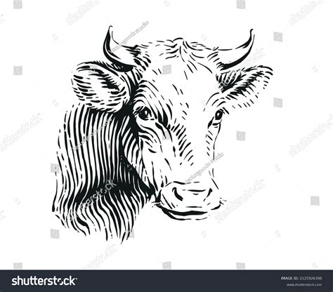 Head Cow Hand Drawing Sketch Engraving Stock Vector (Royalty Free ...