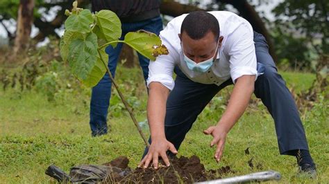 COP27 Ethiopia S 20 Billion Tree Goal A Sapling Success BBC News