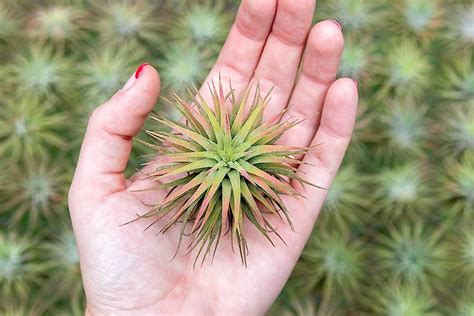 Tillandsia Ionantha Monstrose Asakusa Sub Jp