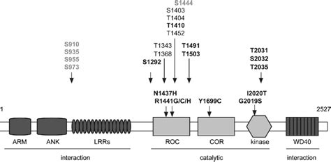 Schematic Representation Of Lrrk2 Domain Structure And Identified