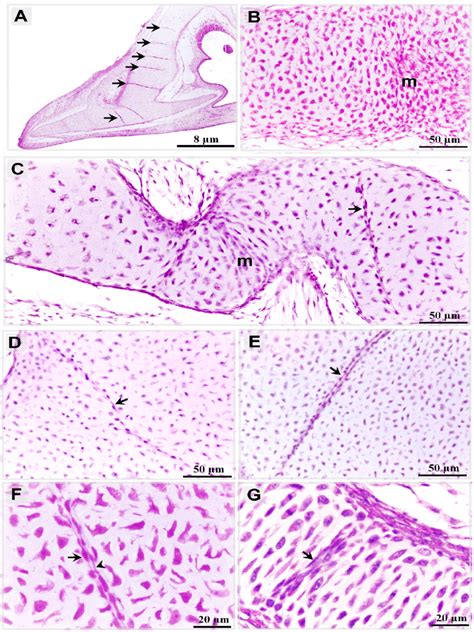 Organization Of Mesenchymal Cells In Quail Embryonic Cartilage