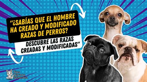 Razas De Perros Creadas Por El Hombre Actualizado Mayo Hot Sex Picture