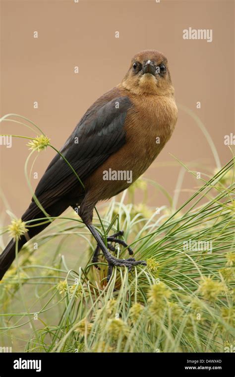 Grackle eggs hi-res stock photography and images - Alamy