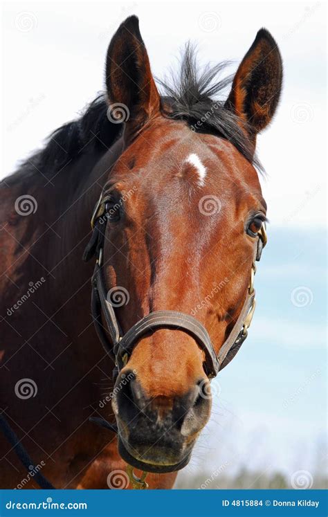 Cara Del Caballo Foto De Archivo Imagen De Azul Cuero 4815884