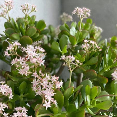 Types of Jade Plant - Care & Growing Guide | Planet Desert