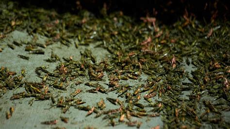 Grasshopper Swarms Leave Las Vegas Heres When They Could Return