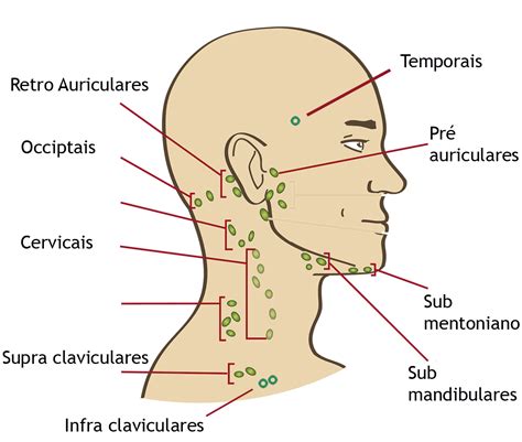 Drenagem Linf Tica Manual