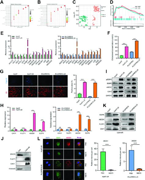 Egfr Activates Abcb In A Lipid Raft Dependent Manner A And B All